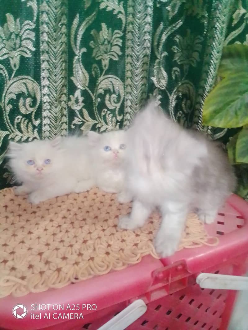 Persian Kittens Blue Eyes 2 Months Age 15