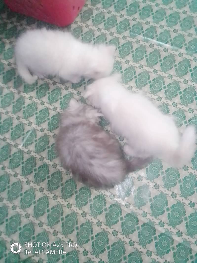 Persian Kittens Blue Eyes 2 Months Age 17