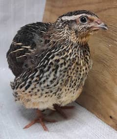 Batair / Quails breeder pair