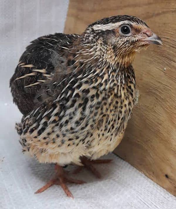 Batair / Quails breeder pair 0