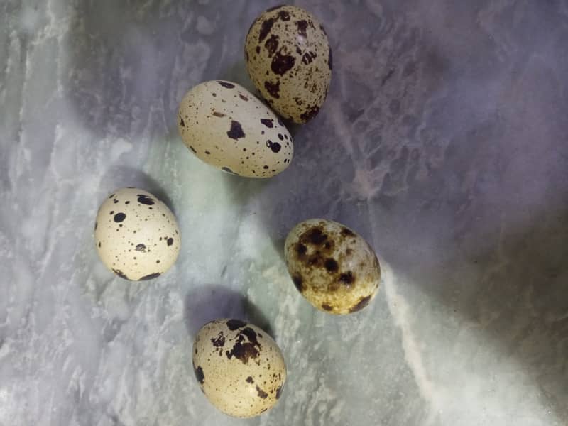 Batair / Quails breeder pair 1