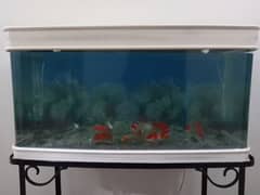 Fish Aquarium