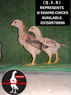 O SHAMO HIGH QUALITY CHICKS AVAILABLE