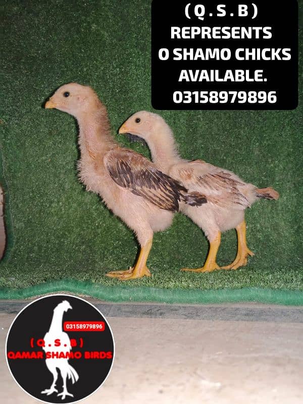 O SHAMO HIGH QUALITY CHICKS AVAILABLE 0