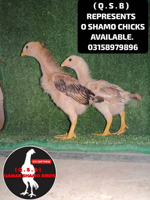 O SHAMO HIGH QUALITY CHICKS AVAILABLE 1