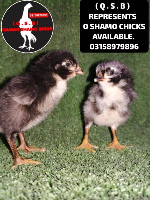 O SHAMO HIGH QUALITY CHICKS AVAILABLE 3