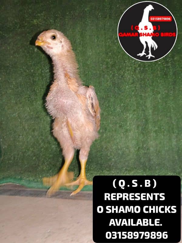 O SHAMO HIGH QUALITY CHICKS AVAILABLE 5