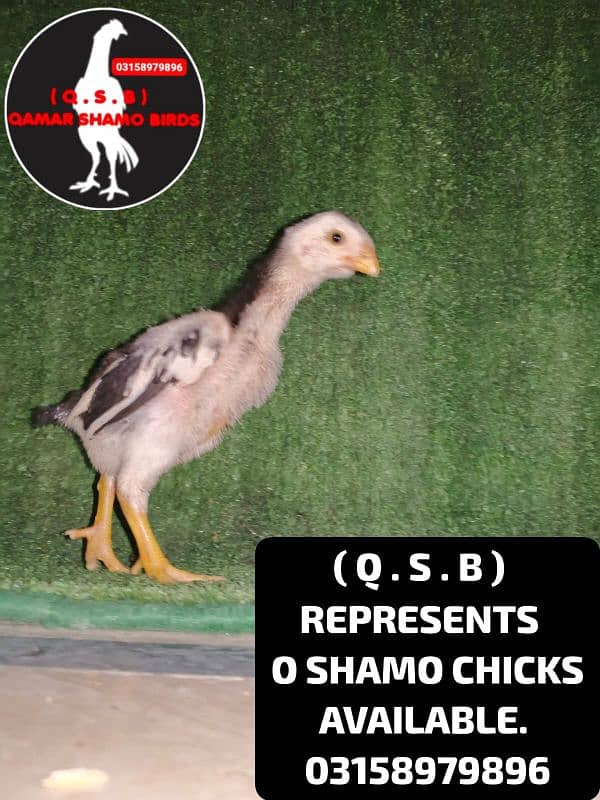 O SHAMO HIGH QUALITY CHICKS AVAILABLE 6