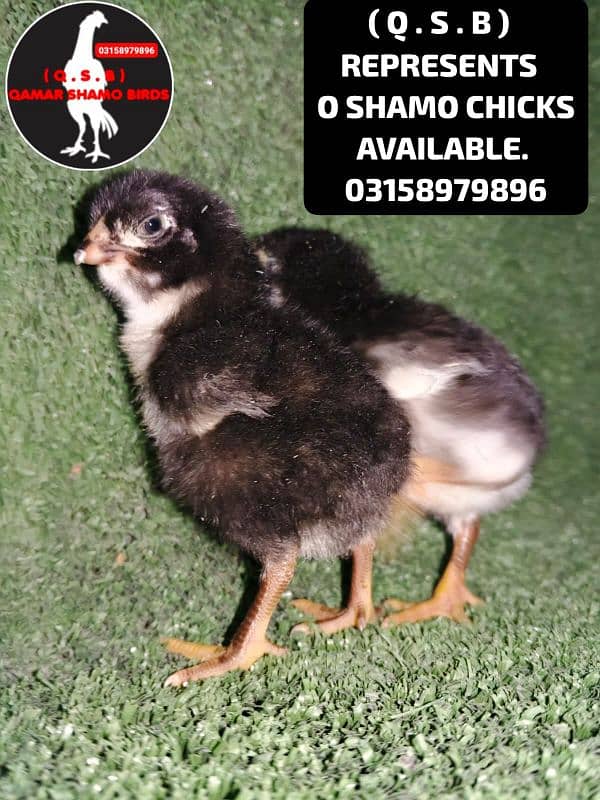 O SHAMO HIGH QUALITY CHICKS AVAILABLE 7