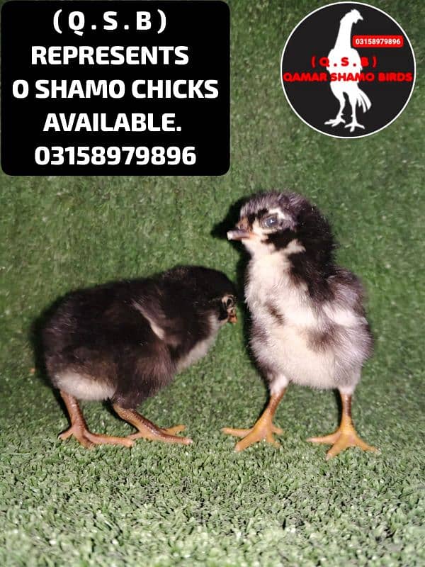 O SHAMO HIGH QUALITY CHICKS AVAILABLE 8