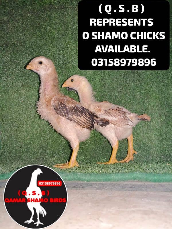 O SHAMO HIGH QUALITY CHICKS AVAILABLE 9