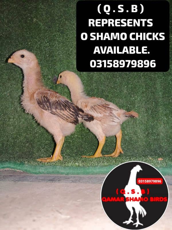 O SHAMO HIGH QUALITY CHICKS AVAILABLE 10