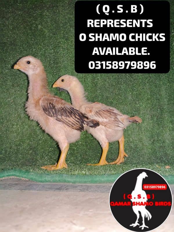 O SHAMO HIGH QUALITY CHICKS AVAILABLE 11