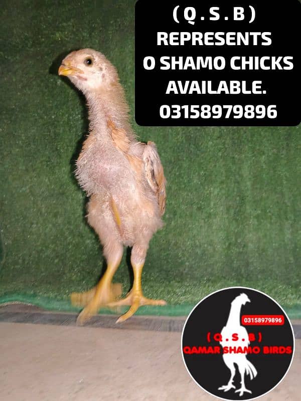 O SHAMO HIGH QUALITY CHICKS AVAILABLE 12