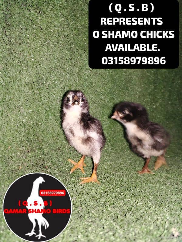 O SHAMO HIGH QUALITY CHICKS AVAILABLE 13