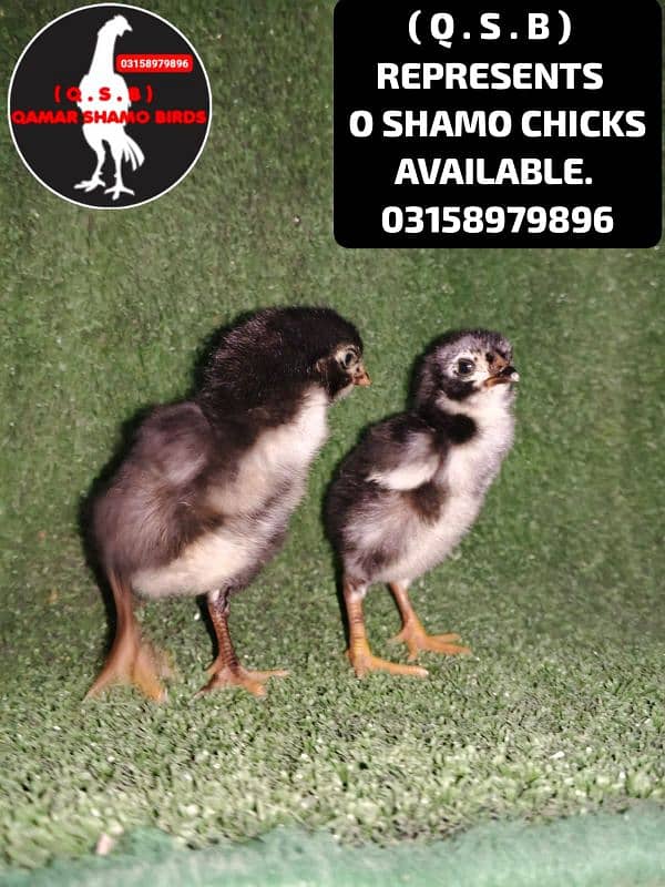 O SHAMO HIGH QUALITY CHICKS AVAILABLE 14