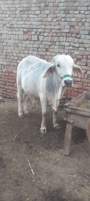 Brahman bull 1