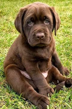 Labrador chocolate male puppy available