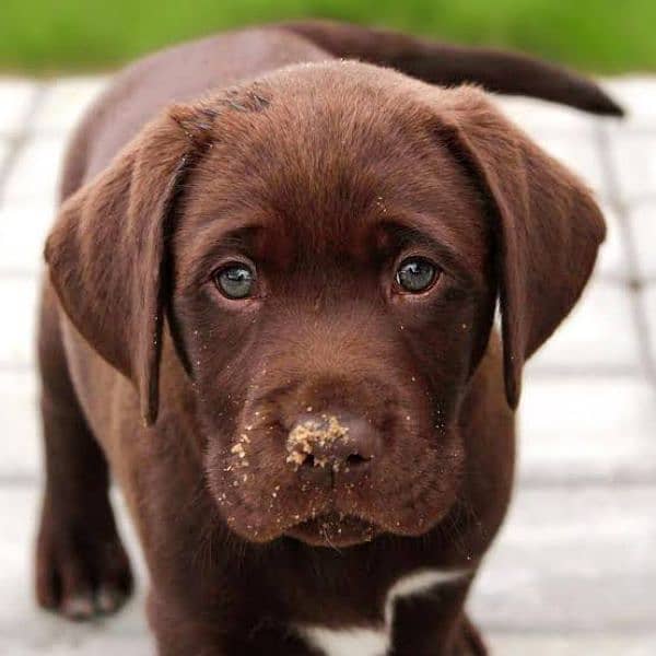 Labrador chocolate male puppy available 1