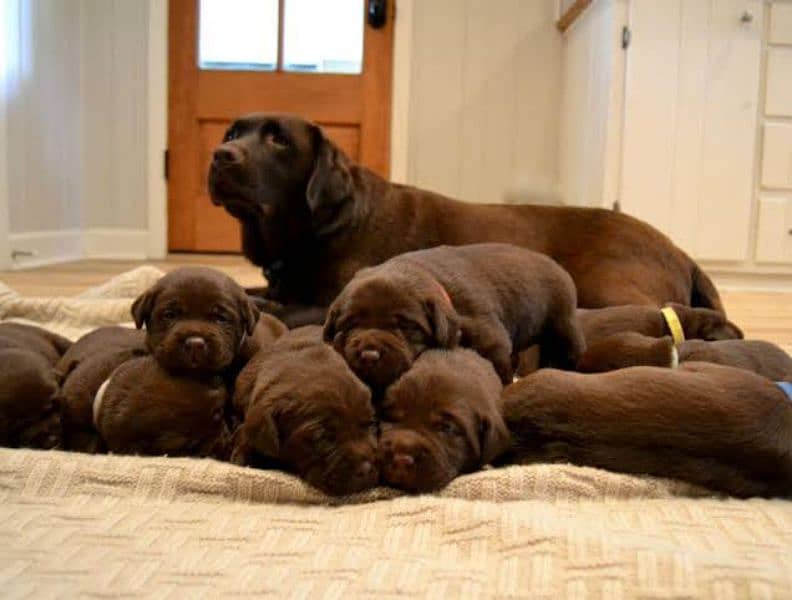 Labrador chocolate male puppy available 2