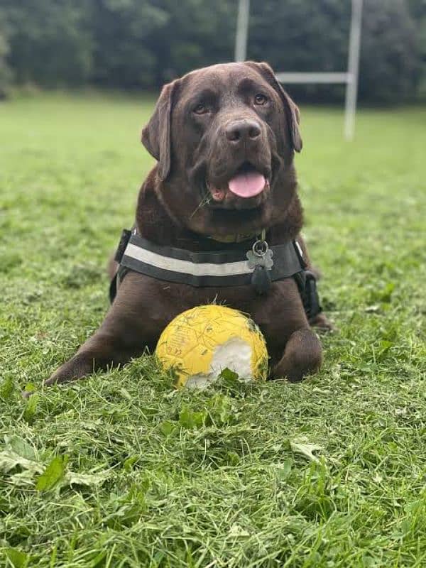 Labrador chocolate male puppy available 3