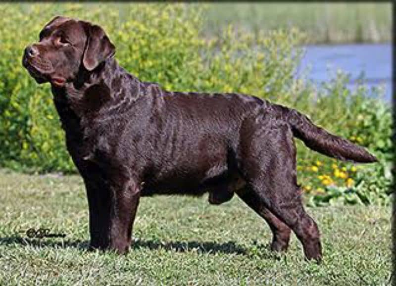 Labrador chocolate male puppy available 4