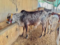 Cow bachri for sale