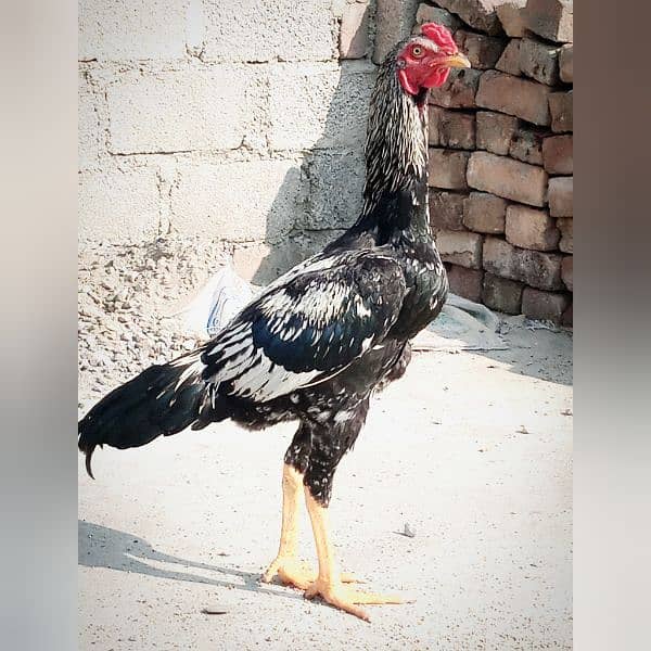 Sinper Java breed Bangam peer aseel ghr ki breed hi 0