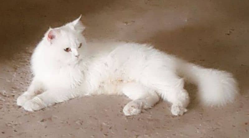 a beautiful Persian cat 0