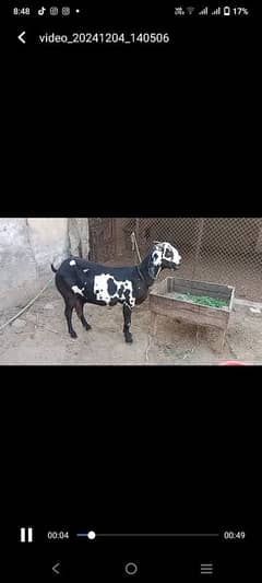 2.5 month pregnant goat good quality