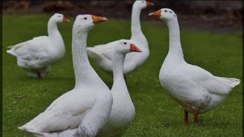 white Long neck duck 1