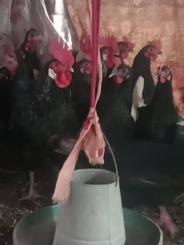 Australorp & Lohmman Brown Egglaying 0