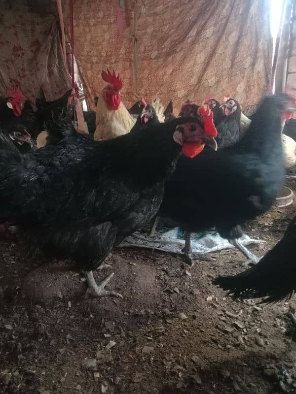 Australorp & Lohmman Brown Egglaying 3