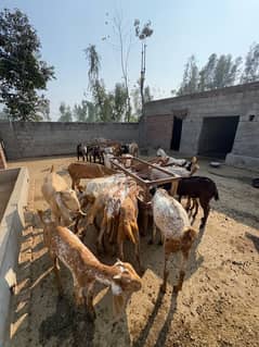 Pure Makhi Cheeni Breed Goats for Sale