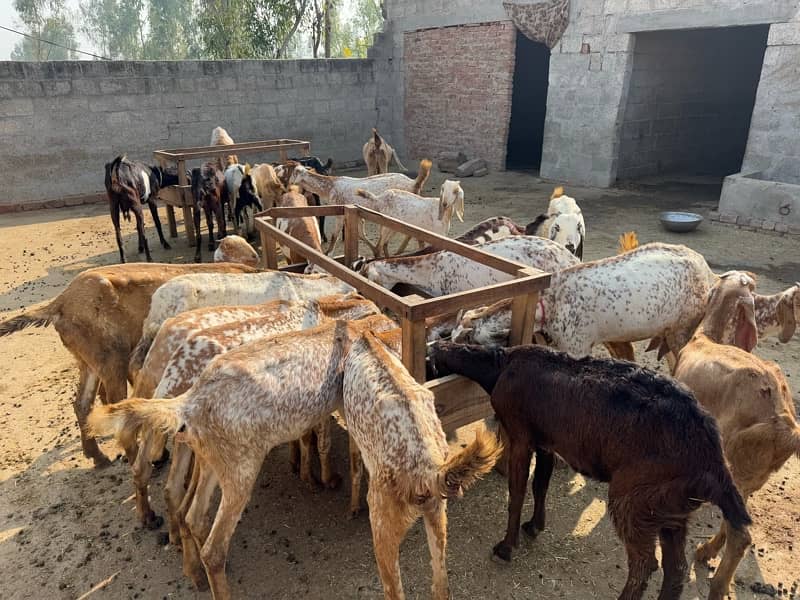 Pure Makhi Cheeni Breed Goats for Sale 2