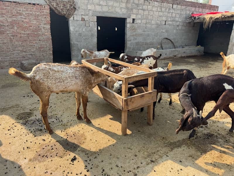 Pure Makhi Cheeni Breed Goats for Sale 3