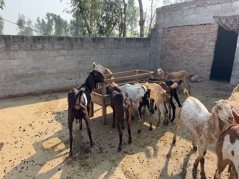 Pure Makhi Cheeni Breed Goats for Sale 4