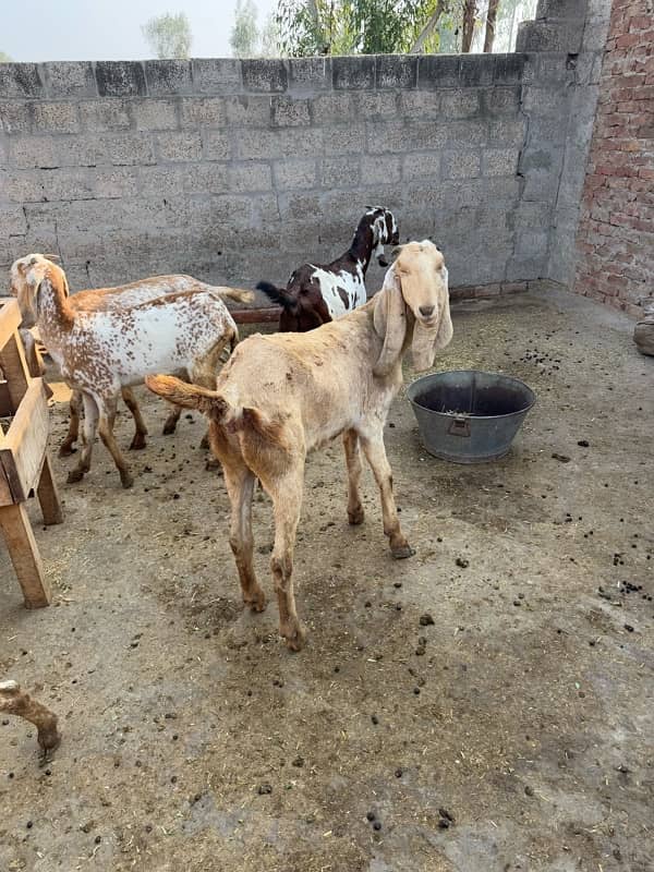 Pure Makhi Cheeni Breed Goats for Sale 5