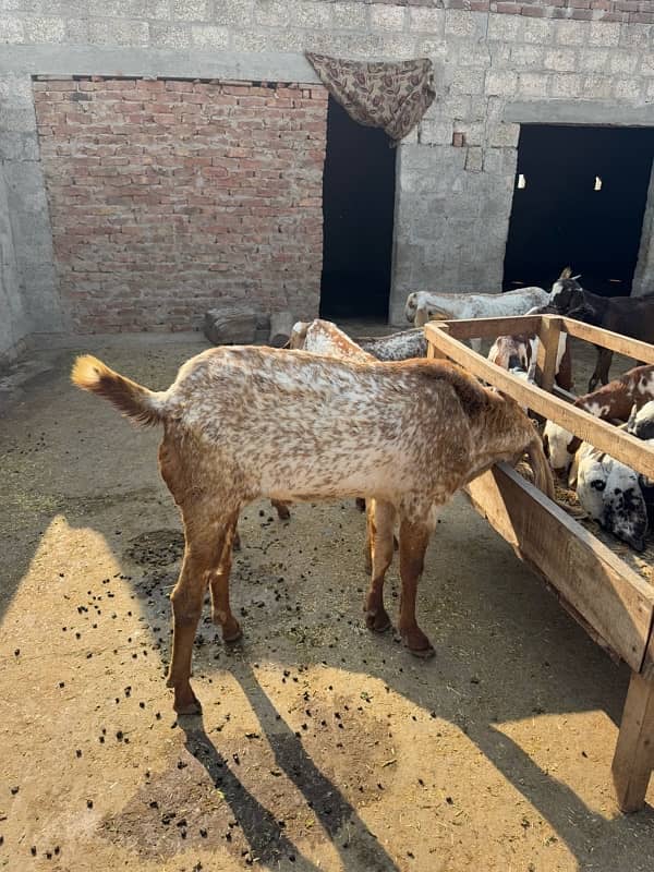 Pure Makhi Cheeni Breed Goats for Sale 6