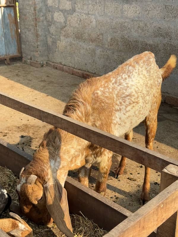 Pure Makhi Cheeni Breed Goats for Sale 7