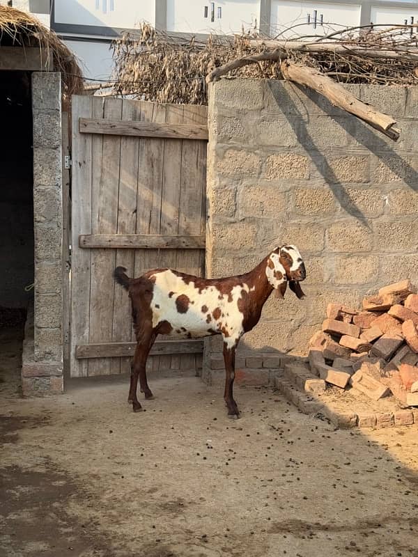 Pure Makhi Cheeni Breed Goats for Sale 8