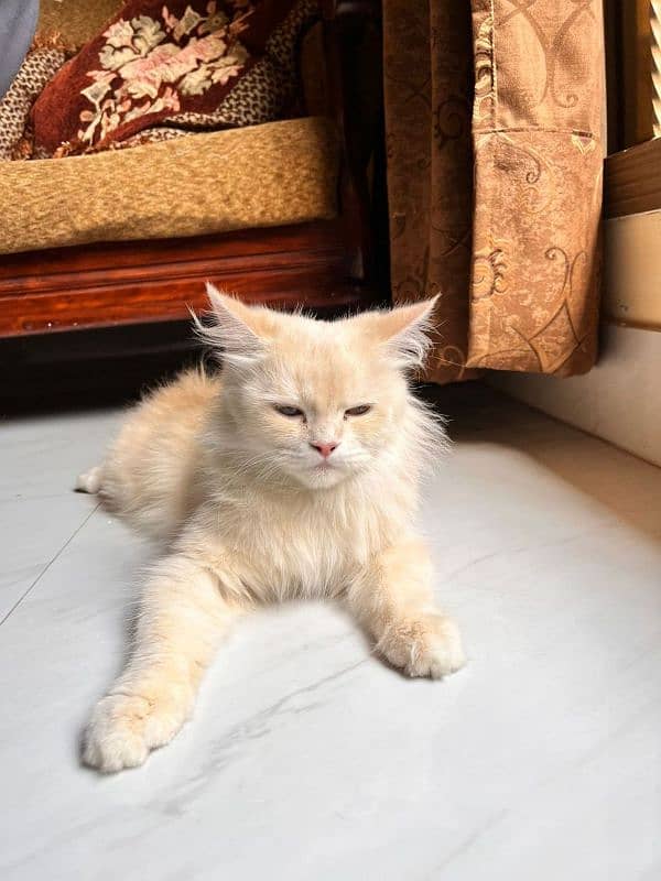 2 Persian cats for sale 1