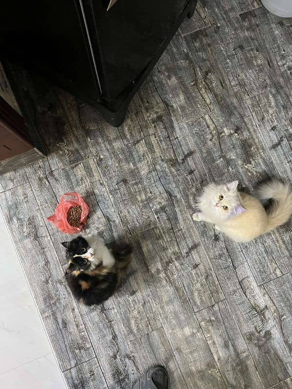 2 Persian cats for sale 3