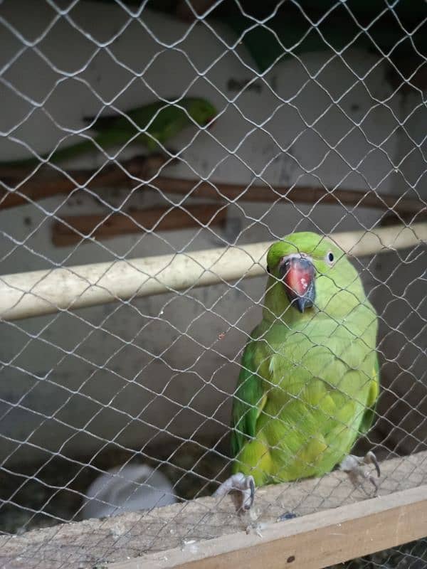 Ringneck parrot breader pair 0