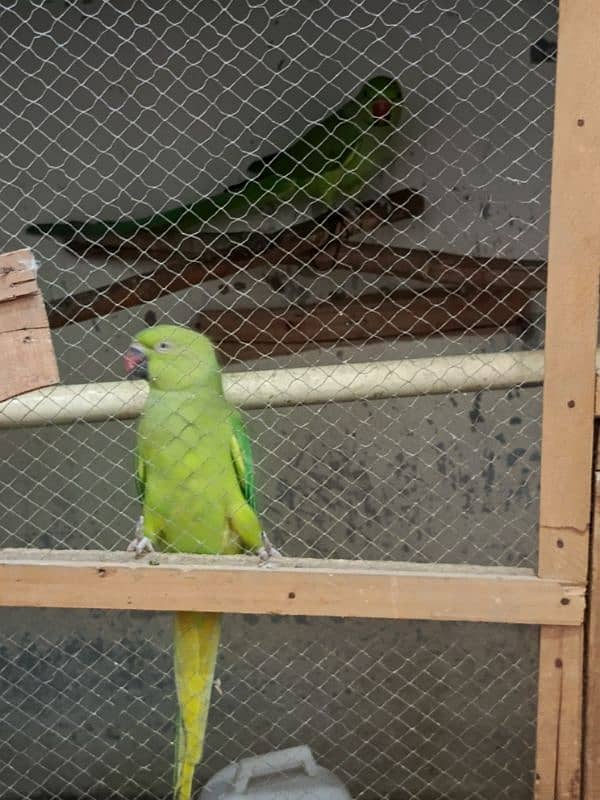 Ringneck parrot breader pair 1