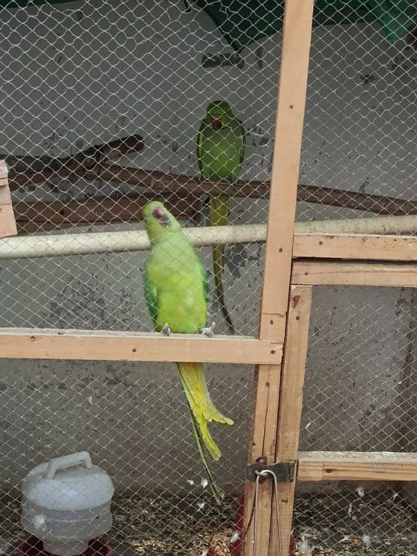 Ringneck parrot breader pair 2