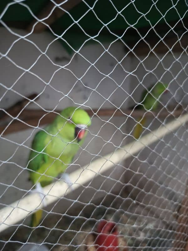 Ringneck parrot breader pair 3