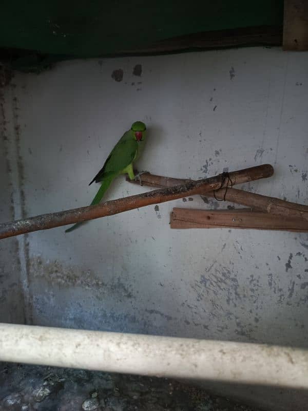 Ringneck parrot breader pair 4