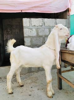 Gulabi Bakra for sale | 7 Months