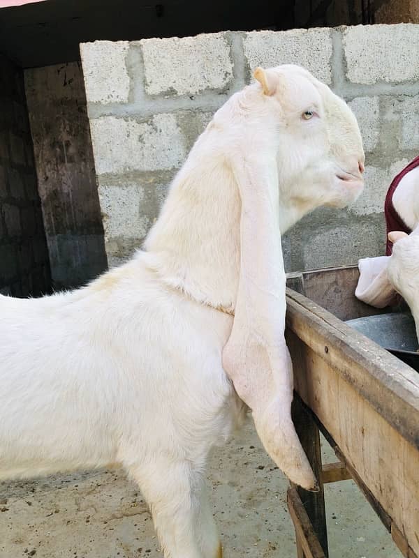 Gulabi Bakra for sale | 7 Months 1